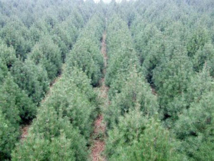 點擊查看詳細(xì)信息<br>標(biāo)題：雪松 閱讀次數(shù)：3219